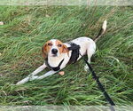 Small #1 Treeing Walker Coonhound Mix