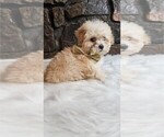 Small Photo #7 Maltipoo Puppy For Sale in PEMBROKE PINES, FL, USA