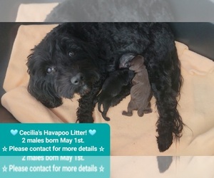 Mother of the Poovanese puppies born on 05/01/2025