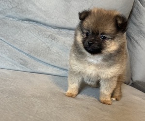 Pomeranian Puppy for sale in ROCKLEDGE, FL, USA