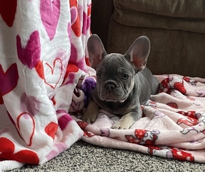 French Bulldog Puppy for sale in CHICAGO, IL, USA