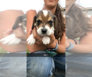 Beagle Puppy for sale in DUNDEE, IA, USA
