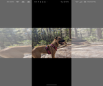 Small Photo #1 Akita-German Shepherd Dog Mix Puppy For Sale in GRANTS PASS, OR, USA