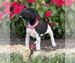 Small #9 German Shorthaired Pointer