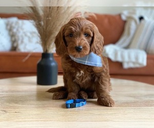 Goldendoodle (Miniature) Puppy for sale in PLATTEVILLE, WI, USA