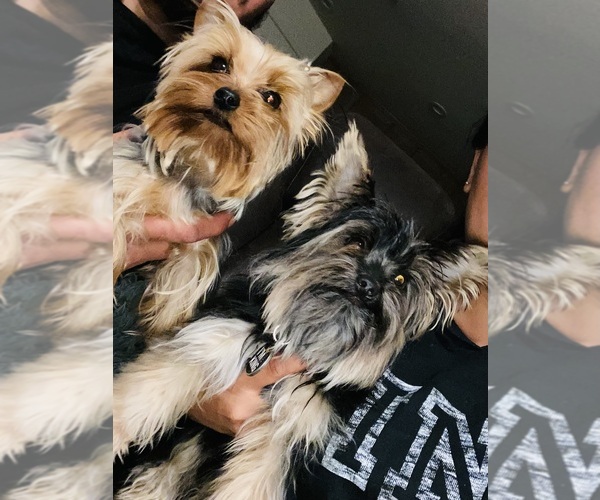 Medium Photo #1 Yorkshire Terrier Puppy For Sale in DELANO, CA, USA
