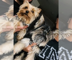 Yorkshire Terrier Puppy for sale in DELANO, CA, USA