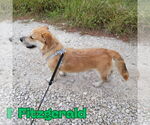 Small #6 Dachshund-Labrador Retriever Mix