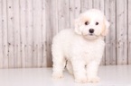 Small Cavapoo