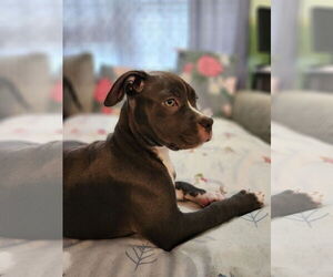 Mutt Dogs for adoption in Cliffwood, NJ, USA