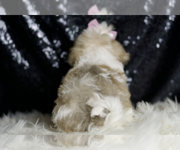 Medium Photo #7 Maltipoo Puppy For Sale in WARSAW, IN, USA