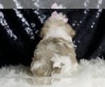 Small #6 Maltipoo