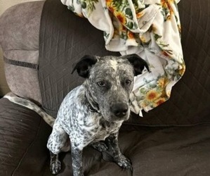 Australian Retriever-Labrador Retriever Mix Puppy for sale in PHOENIX, AZ, USA