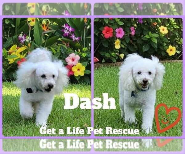 Medium Photo #12 Bichon Frise Puppy For Sale in Plantation, FL, USA