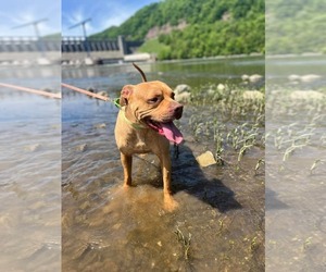 Boxer-Unknown Mix Dogs for adoption in Hinton, WV, USA