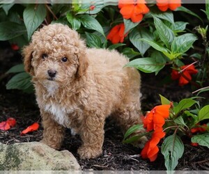 Poodle (Miniature) Puppy for sale in FREDERICKSBG, OH, USA