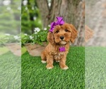 Small #2 Goldendoodle-Poodle (Miniature) Mix