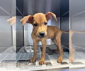 Mutt Dogs for adoption in San Antonio, TX, USA