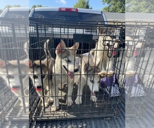 Siberian Husky Puppy for sale in FLORISSANT, MO, USA