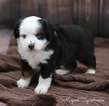 Small Photo #1 Miniature Australian Shepherd Puppy For Sale in BYRON, NY, USA