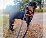 Small #2 Rottweiler Mix