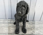 Small #2 Goldendoodle