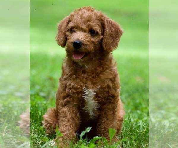 Medium Photo #1 Doodleman Pinscher Puppy For Sale in FREDERICK, MD, USA