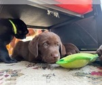 Small Photo #1 Labrador Retriever Puppy For Sale in TRACY, CA, USA