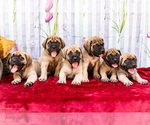 Small Mastiff