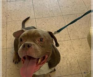 American Pit Bull Terrier Dogs for adoption in Naples, FL, USA