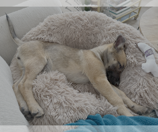 Medium Photo #3 Mutt Puppy For Sale in Imlay City, MI, USA