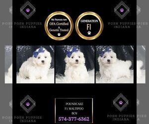 Maltipoo Puppy for sale in WARSAW, IN, USA