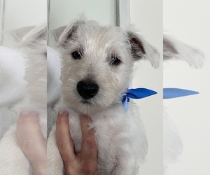 Scoland Terrier Puppy for sale in YORKTOWN, IN, USA