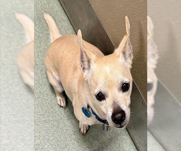 Medium Photo #1 Chihuahua-Unknown Mix Puppy For Sale in Boston, MA, USA
