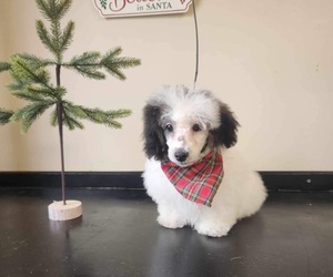 Poodle (Toy) Puppy for sale in CULLMAN, AL, USA