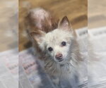 Small Chihuahua Mix