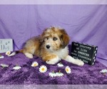 Small Photo #45 Bernedoodle-Poodle (Toy) Mix Puppy For Sale in BLACK FOREST, CO, USA