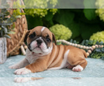 Small Photo #25 English Bulldog Puppy For Sale in MILLERSBURG, OH, USA