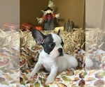 Small Photo #6 French Bulldog Puppy For Sale in AVON PARK, FL, USA