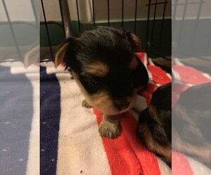 Yorkshire Terrier Puppy for sale in DARLINGTON, MD, USA
