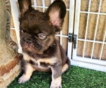 Small #6 French Bulldog