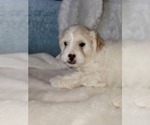 Small #3 Lhasa Apso