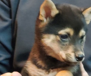 Shiba Inu Puppy for sale in WALDRON, AR, USA