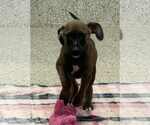 Small #3 Mutt