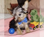 Image preview for Ad Listing. Nickname: Rollie