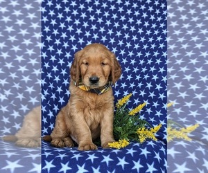 Golden Retriever Puppy for sale in QUARRYVILLE, PA, USA