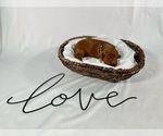 Small Photo #64 Goldendoodle Puppy For Sale in ABILENE, TX, USA