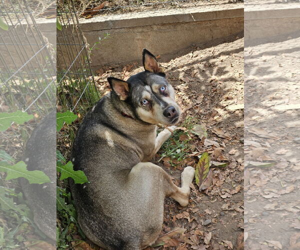 Medium Photo #3 Siberian Husky-Unknown Mix Puppy For Sale in San Diego, CA, USA