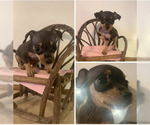 Small Photo #32 Miniature Pinscher Puppy For Sale in BULGER, PA, USA