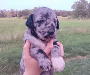 Labradoodle Puppy for sale in KEYSVILLE, GA, USA